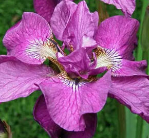 Kosatec sibiřský 'Tumble Bug' - Iris sibirica 'Tumble Bug'