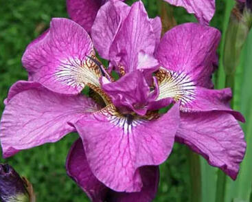 Kosatec sibiřský 'Tumble Bug'