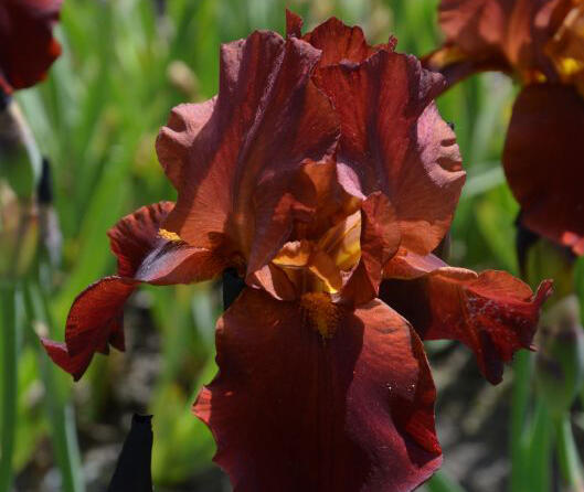 Kosatec německý 'Vita Fire' - Iris barbata-elatior 'Vita Fire'