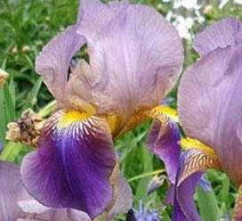 Kosatec německý 'Lt. Williamson' - Iris barbata-elatior 'Lt. Williamson'