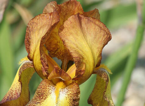 Kosatec německý 'Fire Cracker' - Iris barbata-elatior 'Fire Cracker'