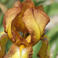 Kosatec německý 'Fire Cracker' - Iris barbata-elatior 'Fire Cracker'