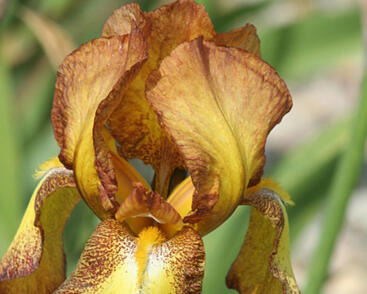 Kosatec německý 'Fire Cracker'