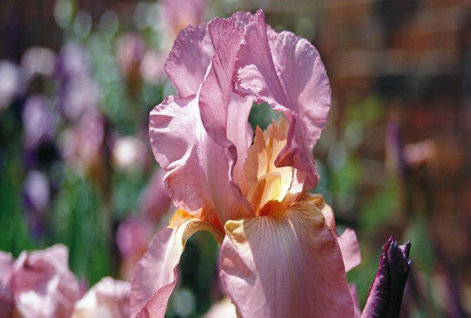 Kosatec německý 'Lilac Case' - Iris barbata-elatior 'Lilac Case'