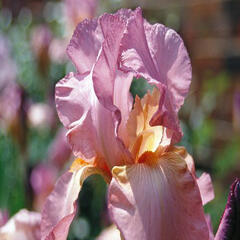 Kosatec německý 'Lilac Case' - Iris barbata-elatior 'Lilac Case'