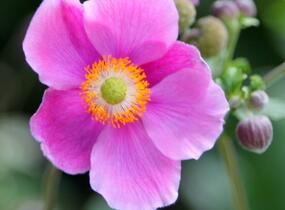 Sasanka hupejská 'Alando Pink' - Anemone hupehensis 'Alando Pink'