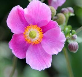 Sasanka hupejská 'Alando Pink' - Anemone hupehensis 'Alando Pink'