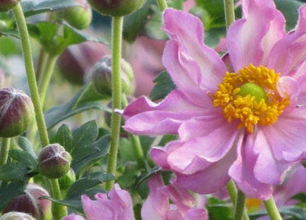 Sasanka hupejská 'Fantasy Pocahontas' - Anemone hupehensis 'Fantasy Pocahontas'