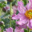 Sasanka hupejská 'Fantasy Pocahontas' - Anemone hupehensis 'Fantasy Pocahontas'