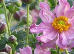 Sasanka hupejská 'Fantasy Pocahontas' - Anemone hupehensis 'Fantasy Pocahontas'