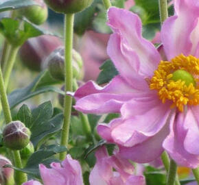 Sasanka hupejská 'Fantasy Pocahontas' - Anemone hupehensis 'Fantasy Pocahontas'