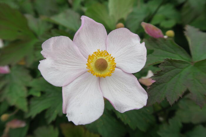 Sasanka japonská 'Hadspen Abundance' - Anemone hupehensis 'Hadspen Abundance'