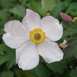 Sasanka japonská 'Hadspen Abundance' - Anemone hupehensis 'Hadspen Abundance'