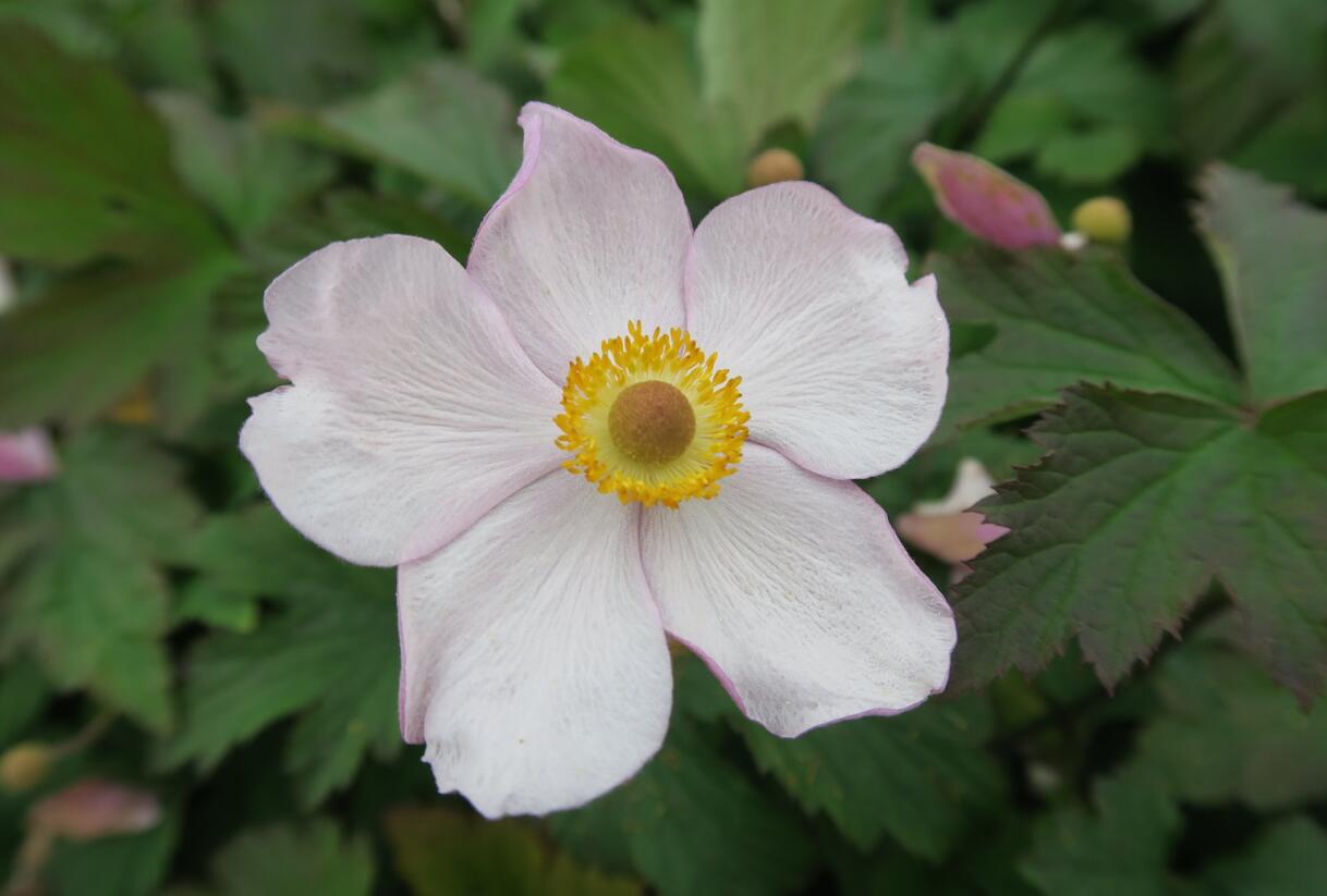 Sasanka hupejská 'Hadspen Abundance' - Anemone hupehensis 'Hadspen Abundance'