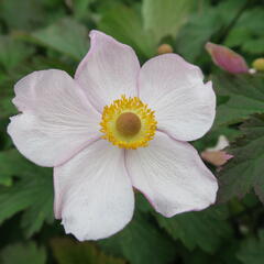 Sasanka japonská 'Hadspen Abundance' - Anemone hupehensis 'Hadspen Abundance'