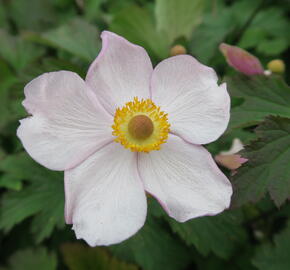 Sasanka japonská 'Hadspen Abundance' - Anemone hupehensis 'Hadspen Abundance'