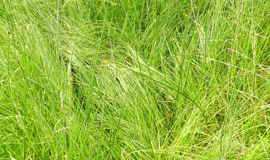 Ostřice třeslicovitá - Carex brizoides