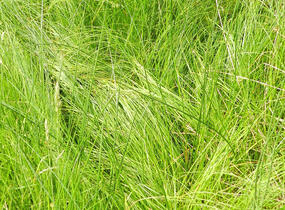 Ostřice třeslicovitá - Carex brizoides