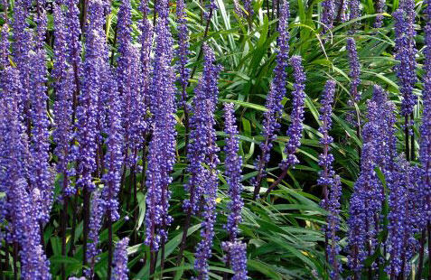 Liriope 'Moneymaker' - Liriope muscari 'Moneymaker'