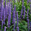 Liriope 'Moneymaker' - Liriope muscari 'Moneymaker'