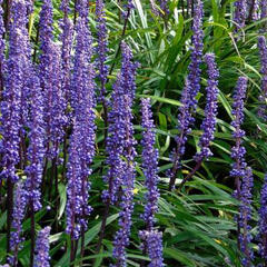 Liriope 'Moneymaker' - Liriope muscari 'Moneymaker'