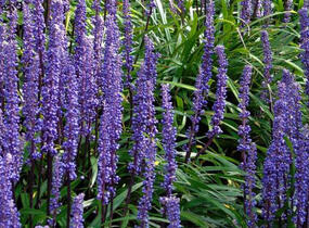 Liriope 'Moneymaker' - Liriope muscari 'Moneymaker'