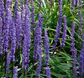 Liriope 'Moneymaker' - Liriope muscari 'Moneymaker'