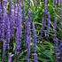liriope-moneymaker.jpg