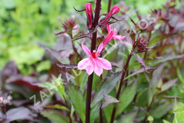 Lobelka 'Fanship Deep Rose' - Lobelia speciosa 'Fanship Deep Rose'