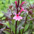 Lobelka 'Fanship Deep Rose' - Lobelia speciosa 'Fanship Deep Rose'