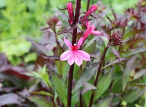 Lobelka 'Fanship Deep Rose' - Lobelia speciosa 'Fanship Deep Rose'