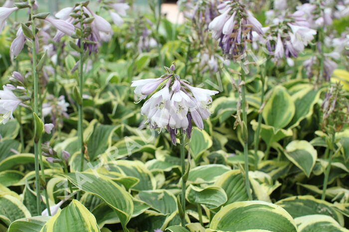 Bohyška 'Wide Brim' - Hosta 'Wide Brim'