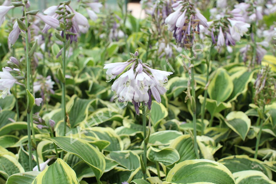 Bohyška 'Wide Brim' - Hosta 'Wide Brim'