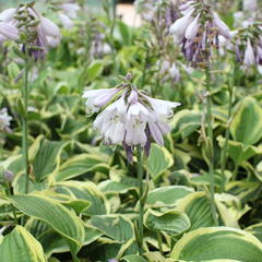 Bohyška 'Wide Brim' - Hosta 'Wide Brim'