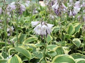Bohyška 'Wide Brim' - Hosta 'Wide Brim'