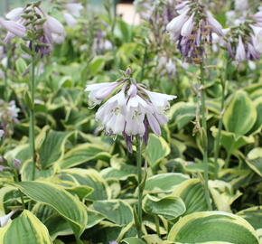 Bohyška 'Wide Brim' - Hosta 'Wide Brim'