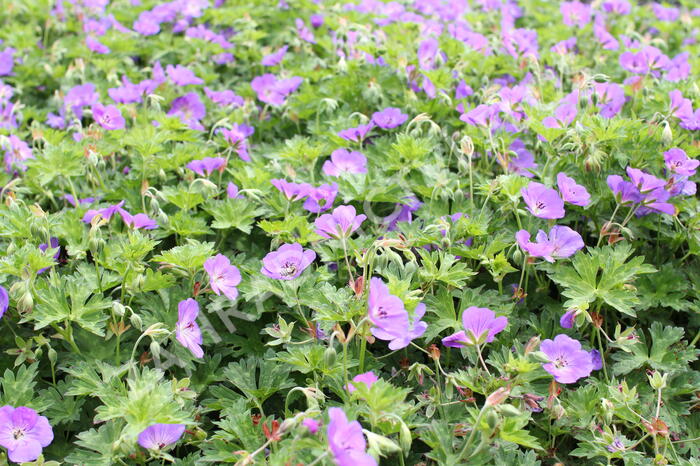 Kakost 'Azure Rush' - Geranium 'Azure Rush'
