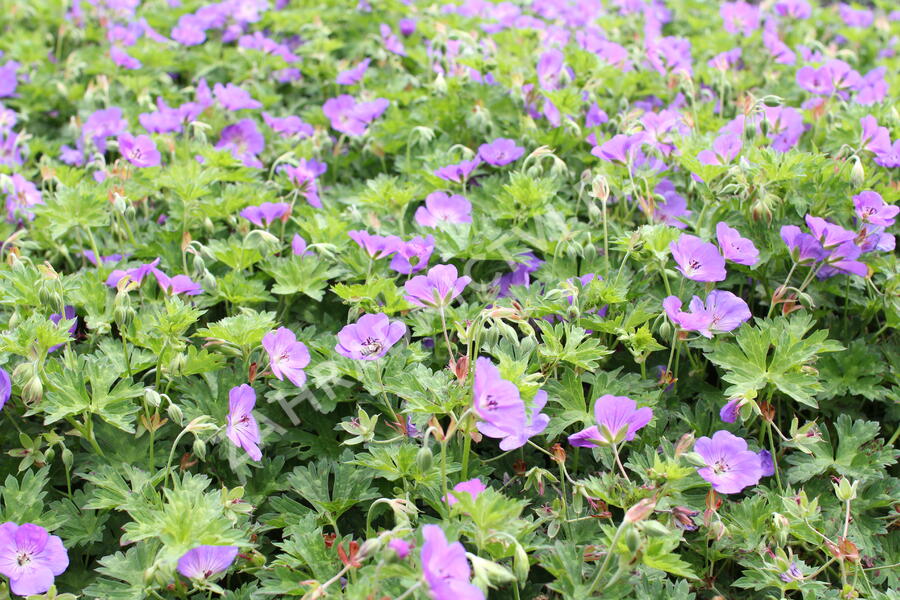Kakost 'Azure Rush' - Geranium 'Azure Rush'