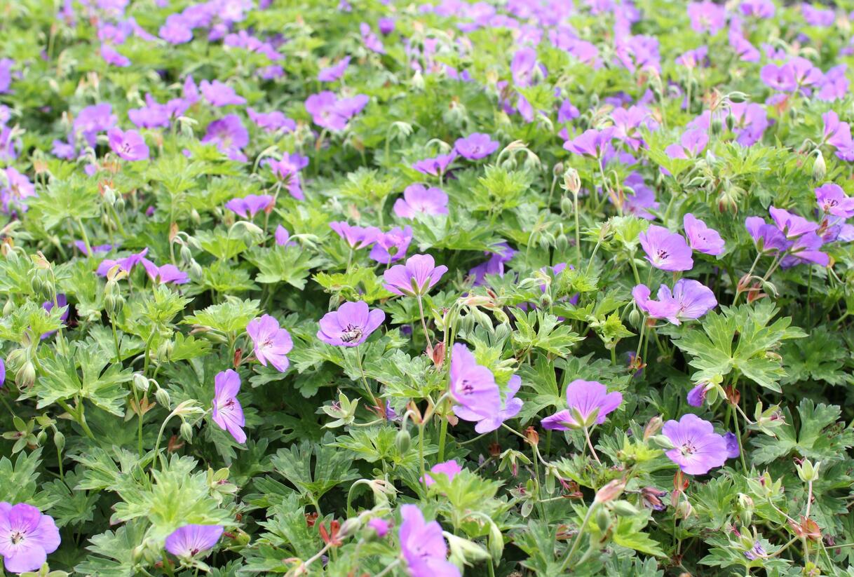 Kakost 'Azure Rush' - Geranium 'Azure Rush'