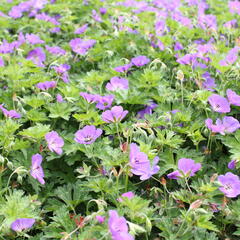 Kakost 'Azure Rush' - Geranium 'Azure Rush'