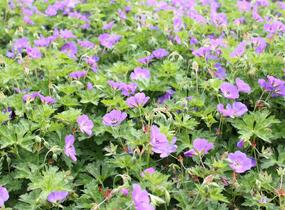 Kakost 'Azure Rush' - Geranium 'Azure Rush'