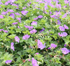 Kakost 'Azure Rush' - Geranium 'Azure Rush'