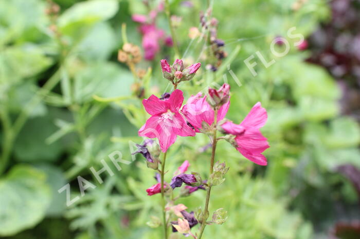 Slézovník 'Croftway Red' - Sidalcea 'Croftway Red'