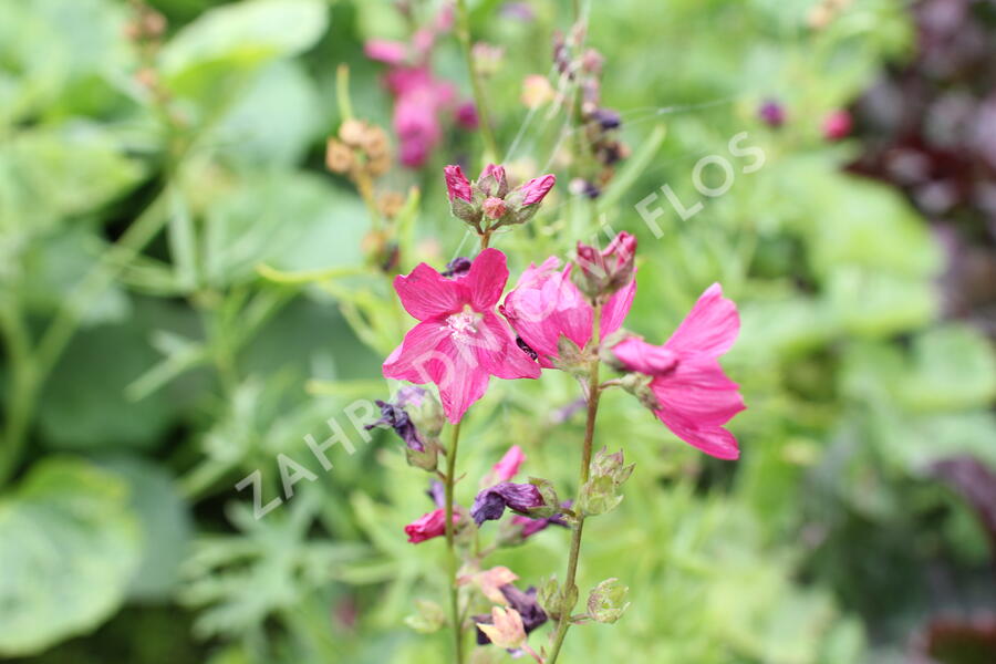 Slézovník 'Croftway Red' - Sidalcea 'Croftway Red'