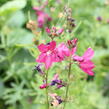 Slézovník 'Croftway Red' - Sidalcea 'Croftway Red'