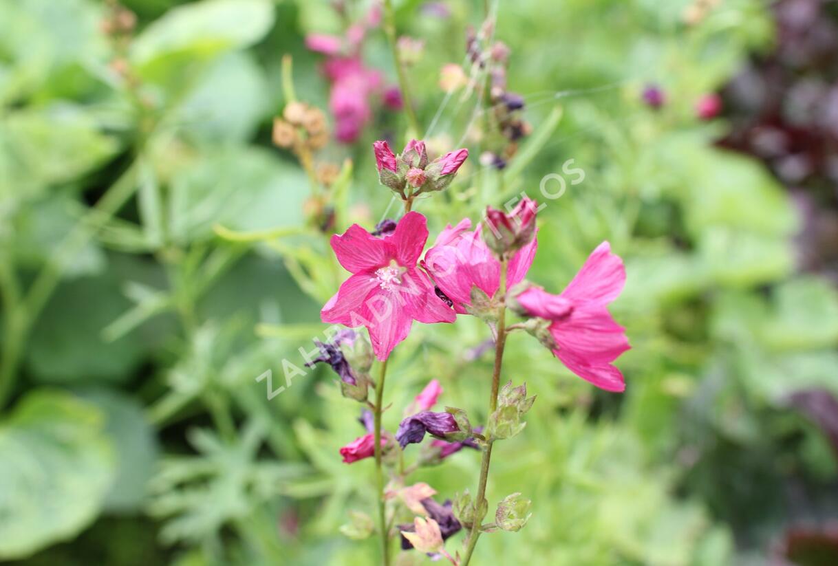 Slézovník 'Croftway Red' - Sidalcea 'Croftway Red'