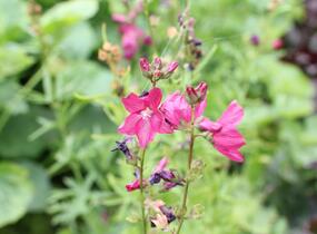 Slézovník 'Croftway Red' - Sidalcea 'Croftway Red'