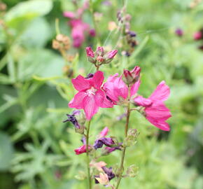 Slézovník 'Croftway Red' - Sidalcea 'Croftway Red'