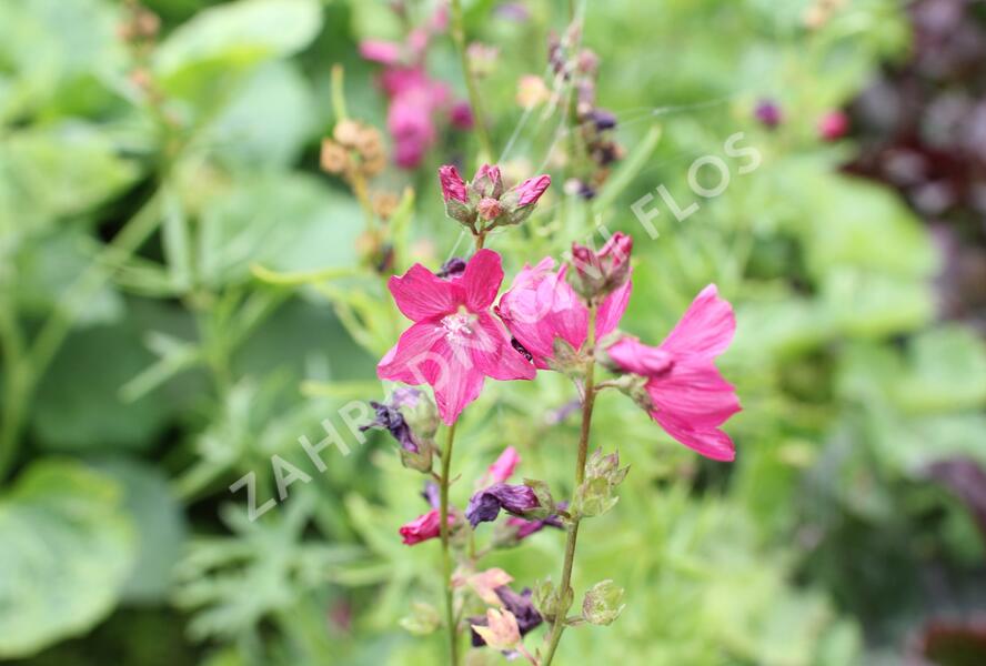 Slézovník 'Croftway Red' - Sidalcea 'Croftway Red'