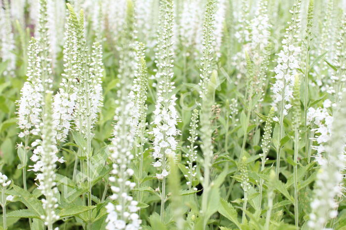 Rozrazil klasnatý 'Icicle' - Veronica spicata 'Icicle'